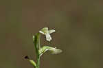 Small green wood orchid